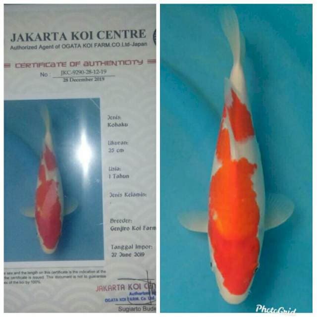 Kohaku Import