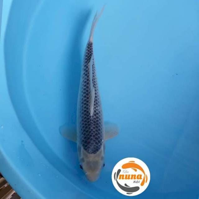 Asagi damiri 35 cm Mantap