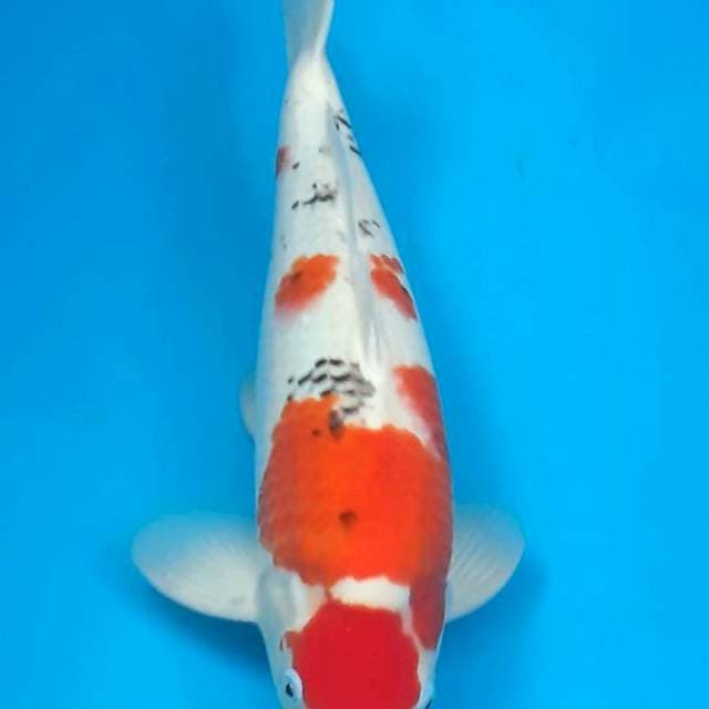 Sanke 49 cm