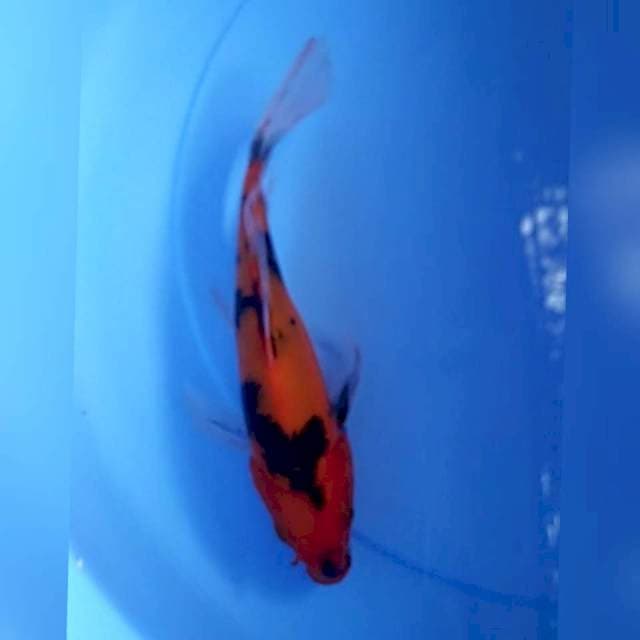 Kumpay 25cm siip