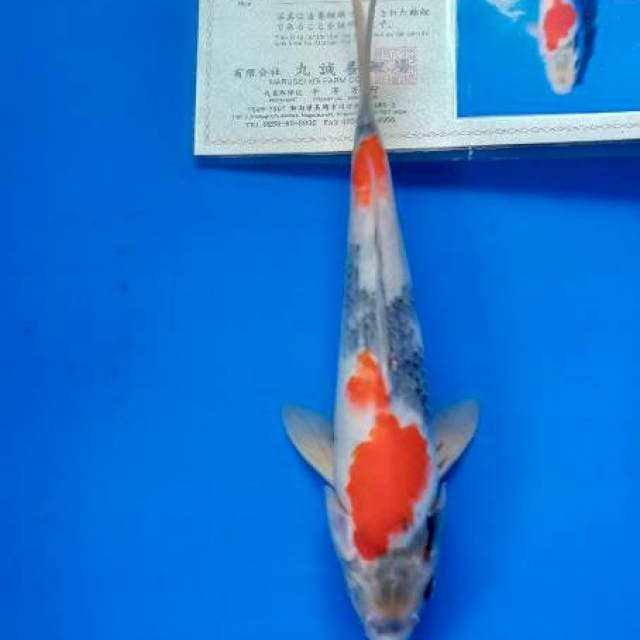 Showa import marusei farm