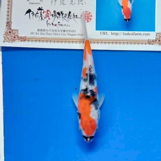 Showa isa farm new tosai