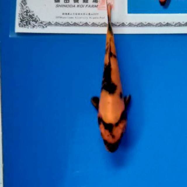 Hi utsuri new tosai shinoda
