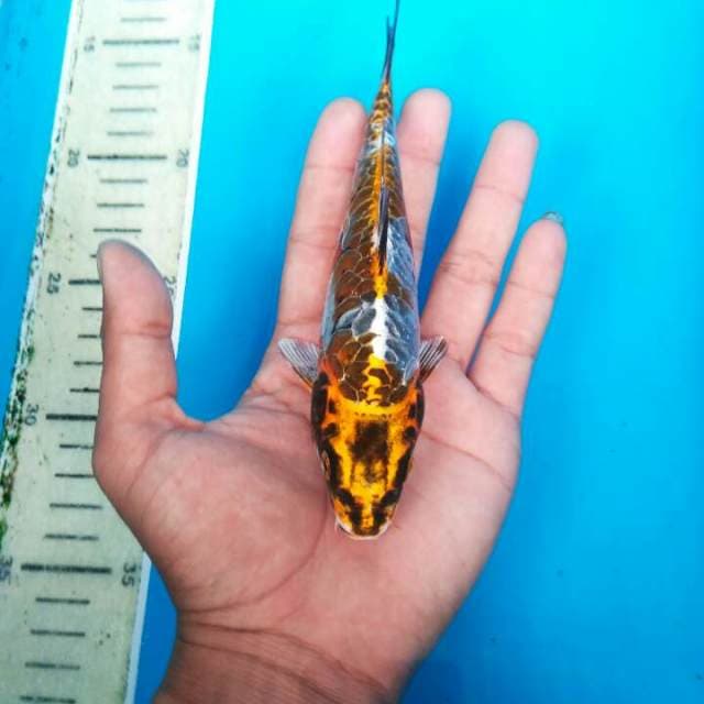 BABY DRAGON