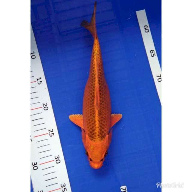 Matshuba