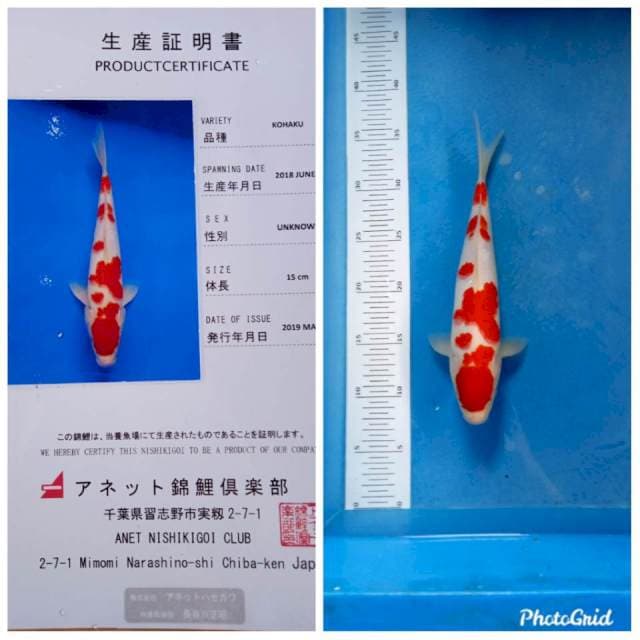 Kohaku anetto import serty