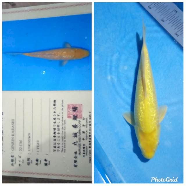 Gindrin karashi marusei import