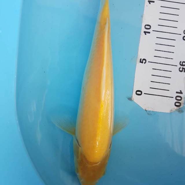 Karashi Mata Merah breeder Good One Koi 35BU (+- 33cm)