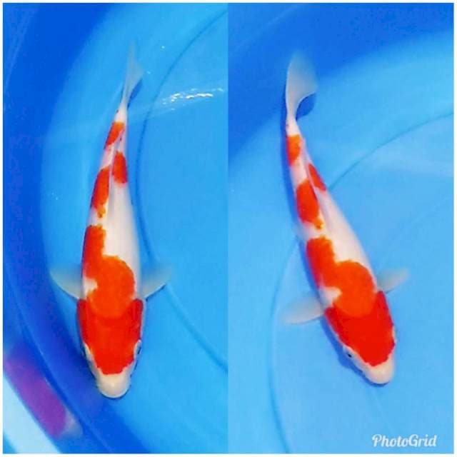 Kohaku bagus
