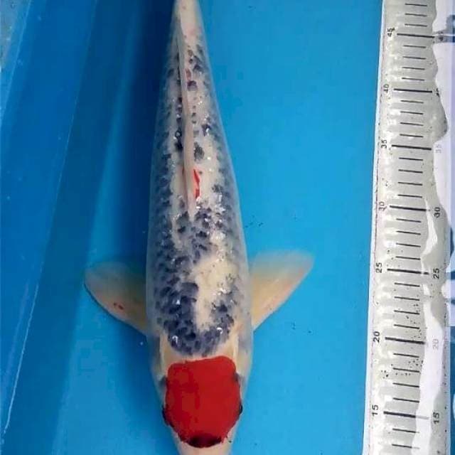 Tancho Goshiki 45cm