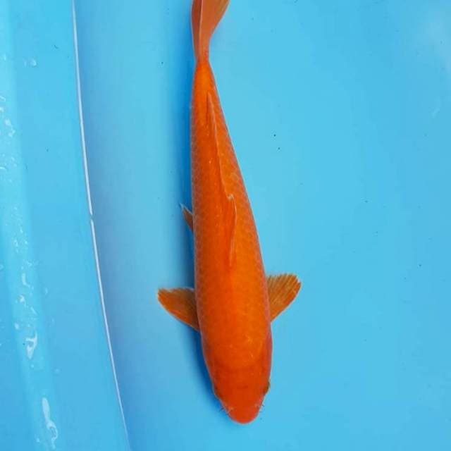 Red karasi 33cm. Jantan