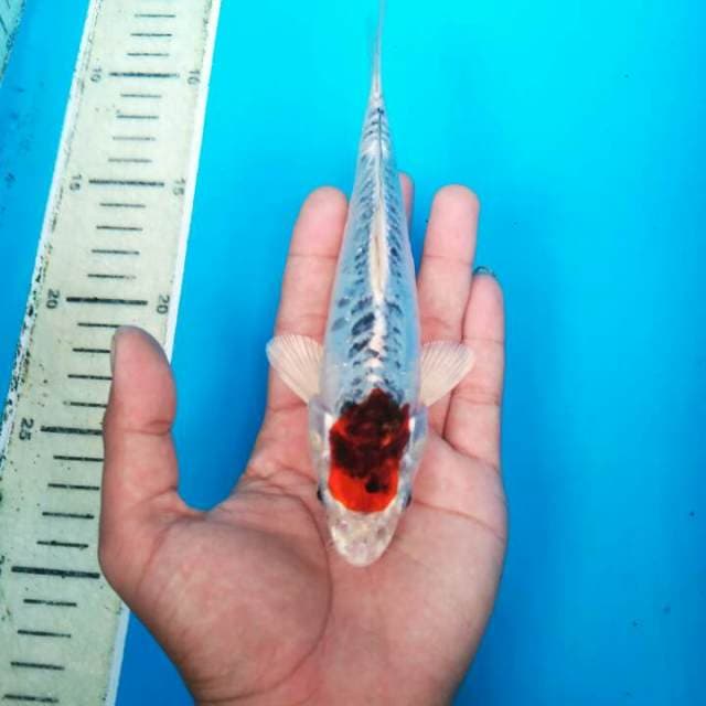 BABY TANCHO HIKARI