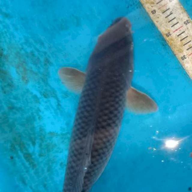 Jumbo 50cm