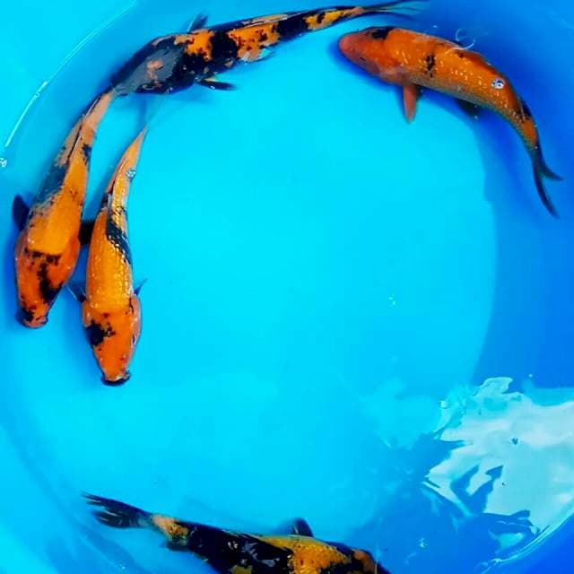 20cm || HI UTSURI