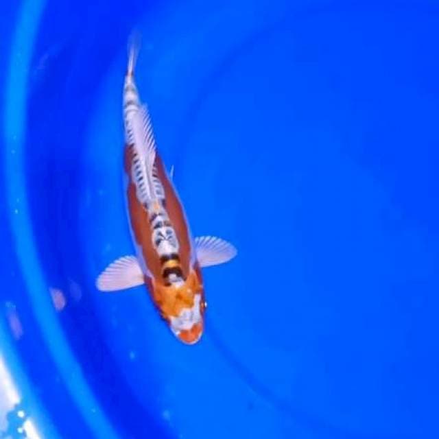 Hikarimoyomono serti 25cm