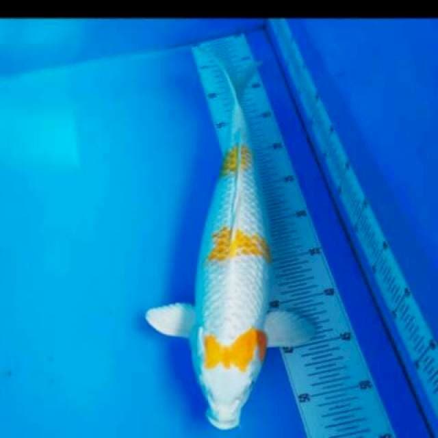 44cm || HARIWAKE TANCHO PITA