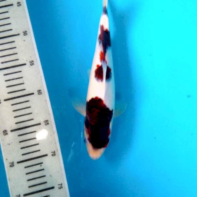 Goromo Putih Bersih, 29cm