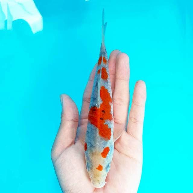 Baby Red ochiba