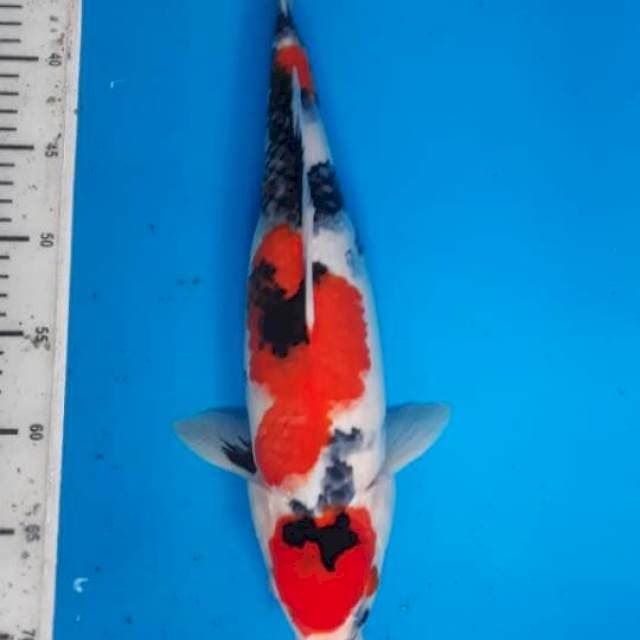 Showa 40cm
