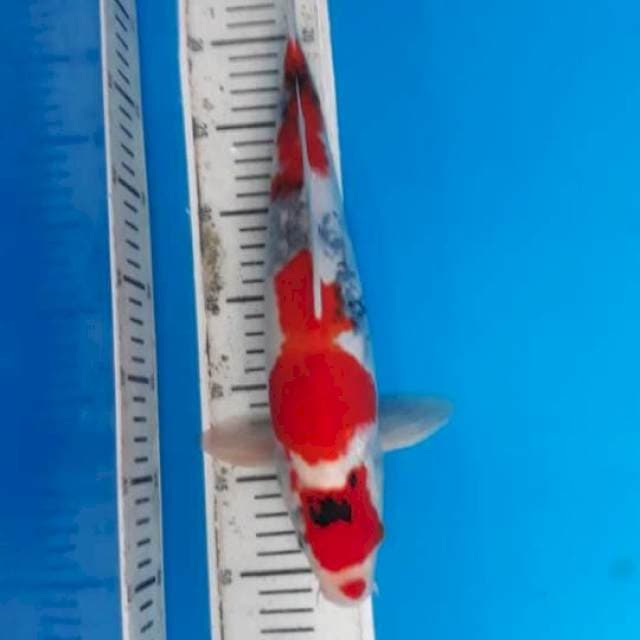 Showa 39cm