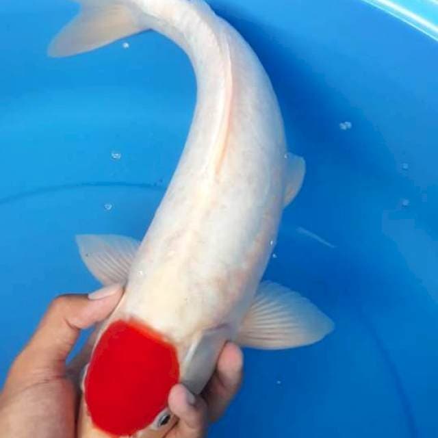 Tanco kahaku doit 40cm