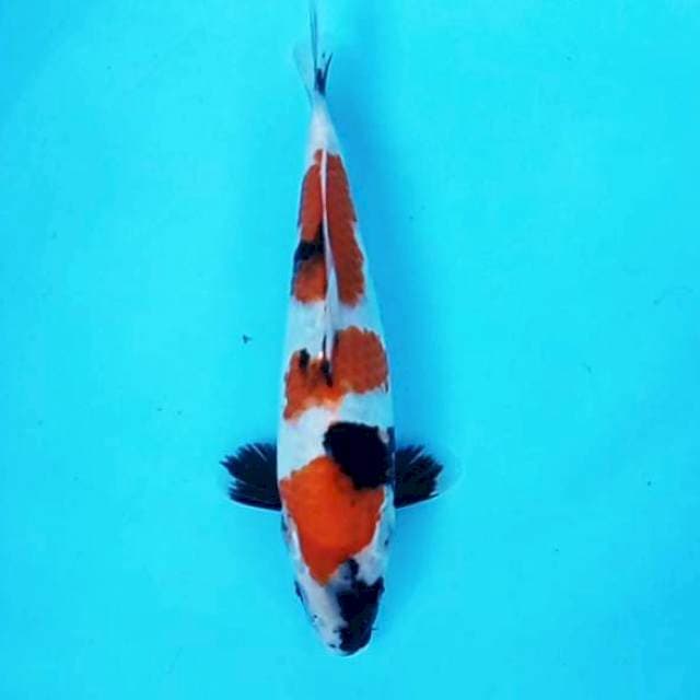 Showa Shansoku # 28cm