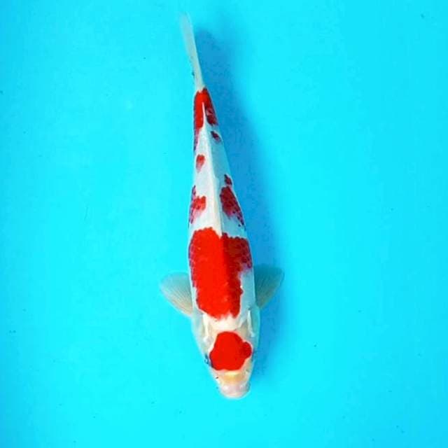 Kohaku # 31cm