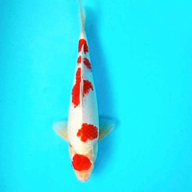 Maru Kohaku # 30cm