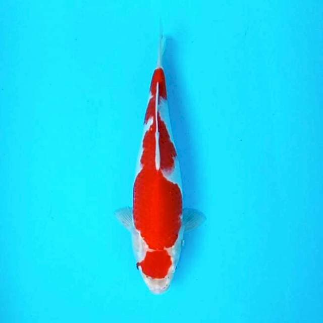 Kohaku # 30cm