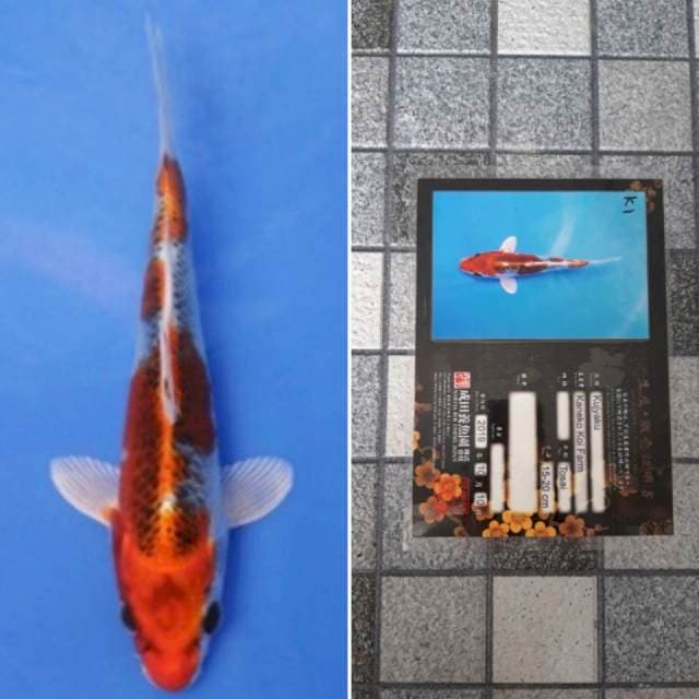 Kaneko kujaku 17cm