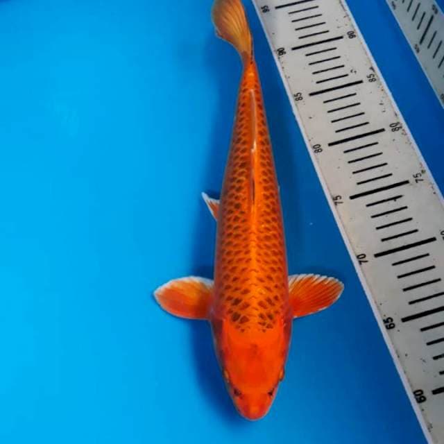 Kin matsuba calon jumbo