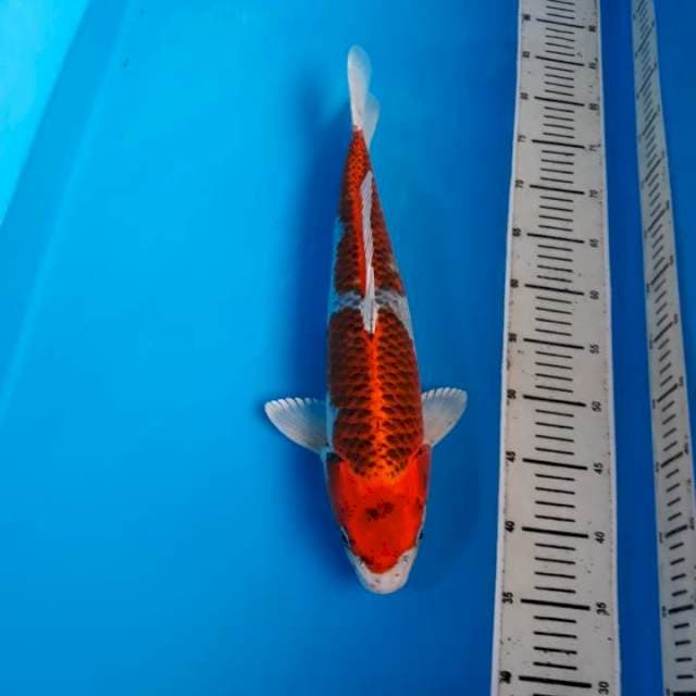 Sicalon jumbo