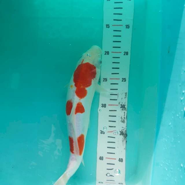 Kohaku 3 step