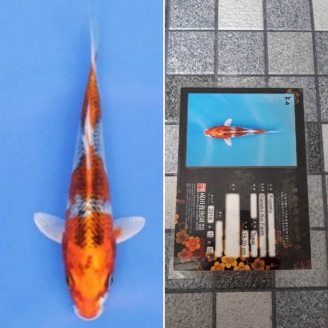 Kaneko kujaku 17cm serti