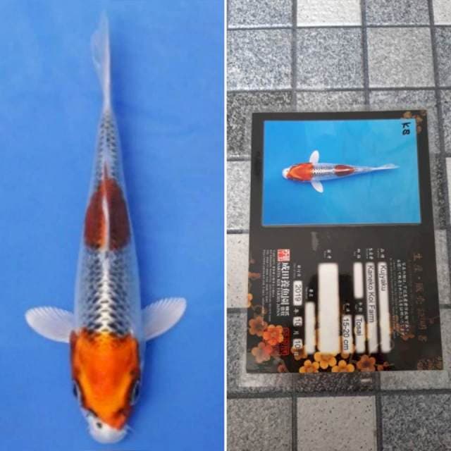Kaneko kujaku 18cm serti