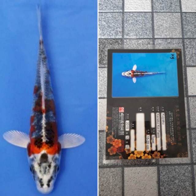 Kaneko kujaku 17cm serti