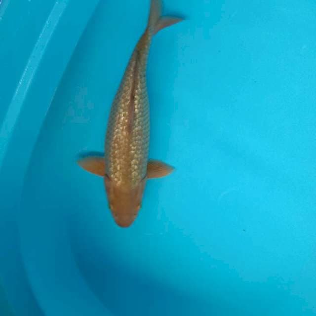 Penjinak ginrin ±40cm