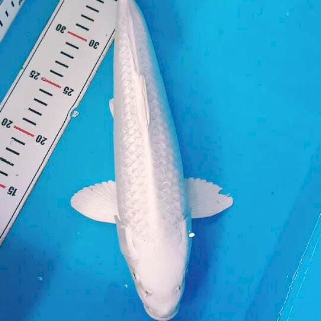 Ginrin platinum pangkal tebal calon jumbo 35cm