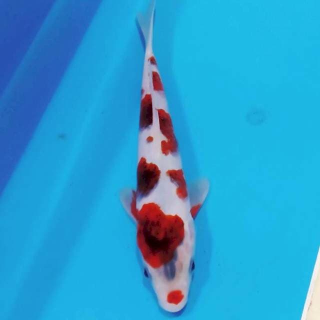 Budhogoromo ori