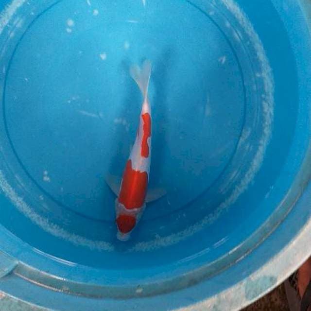 Kohaku doits