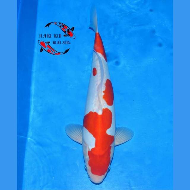 Kohaku Doitsu Murni
