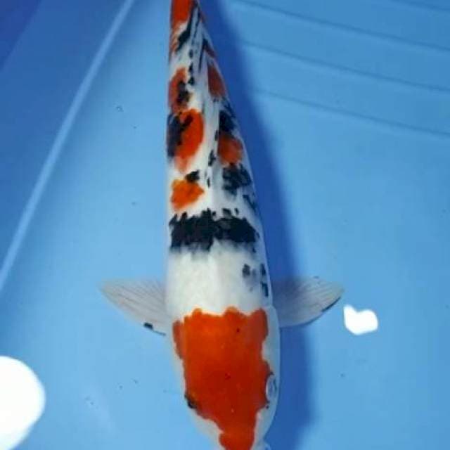 TAISHO SANSHOKU 44 CM PEJANTAN