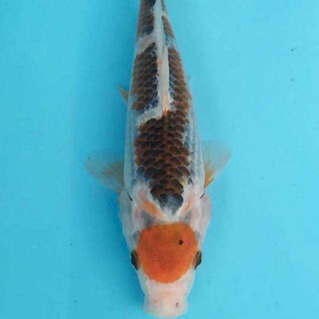Tanco gosiki maruten 26 cm