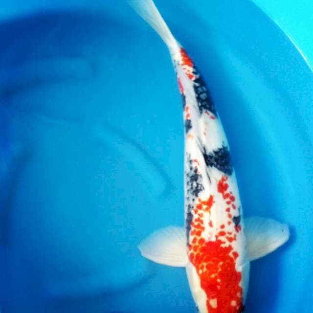 Kanoko Showa Male