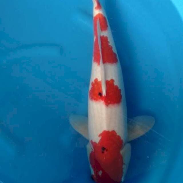 Sanke 55cm