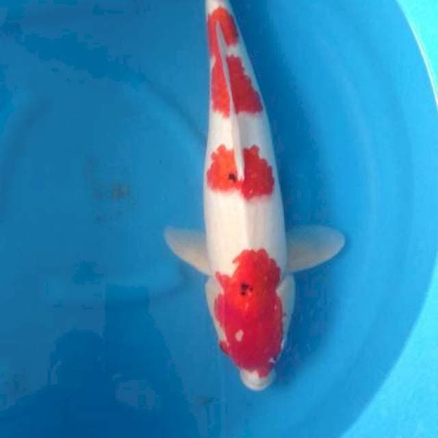 Sanke 55cm