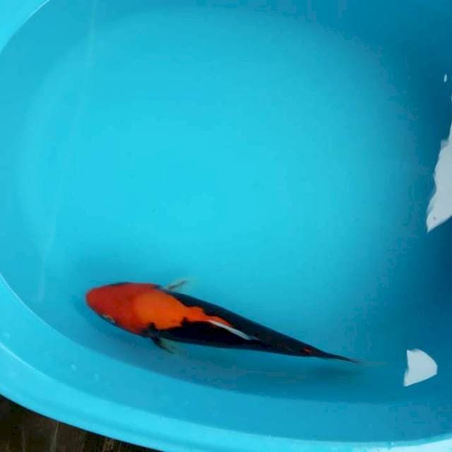 Beni 27