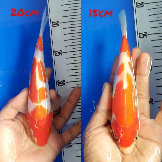 Dua kohaku 20cm & 15cm siip siip