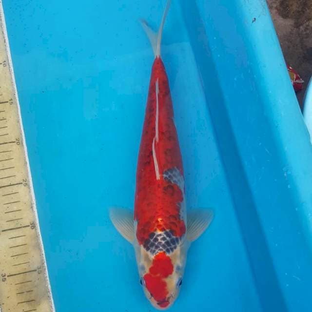 Goshiki
