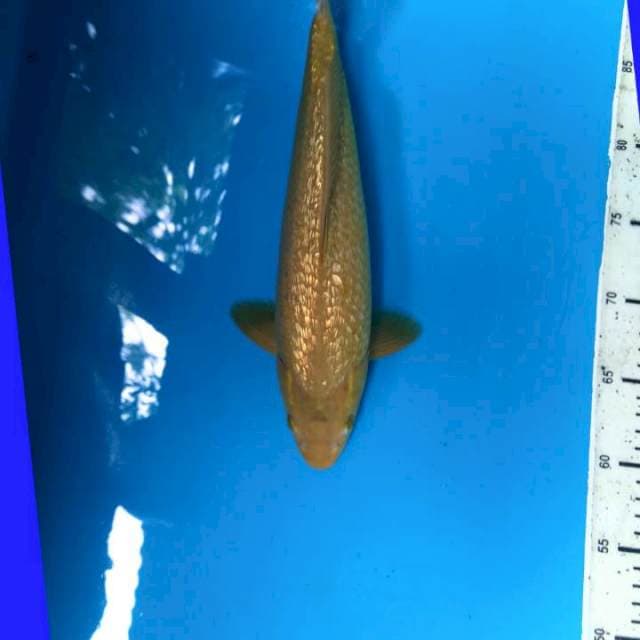 Yellow Ginrin chagoi 32cm Female